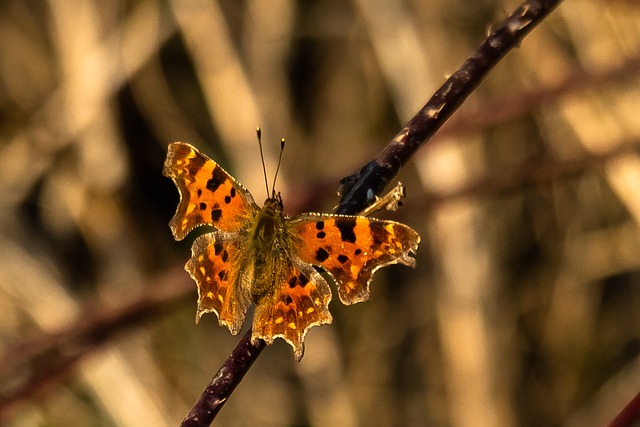 Commas