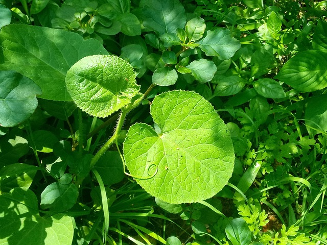 Developer activity, ecosystem, and partnerships