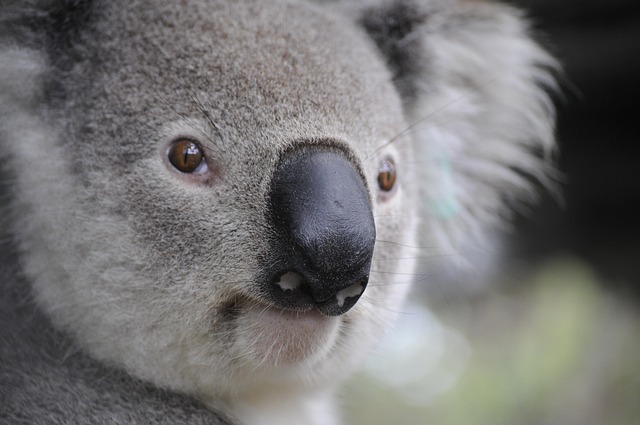 Comparative Review of Top P2P Platforms for Australian Traders in 2025