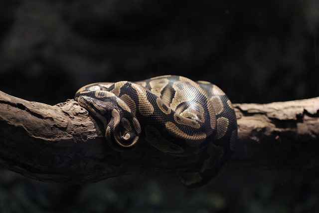 Essential Python libraries and tools