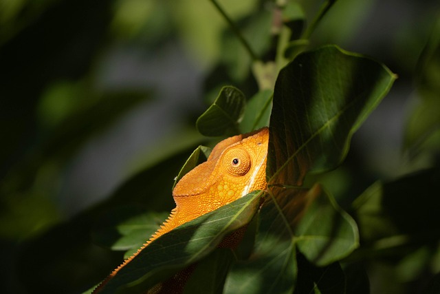 Hidden
