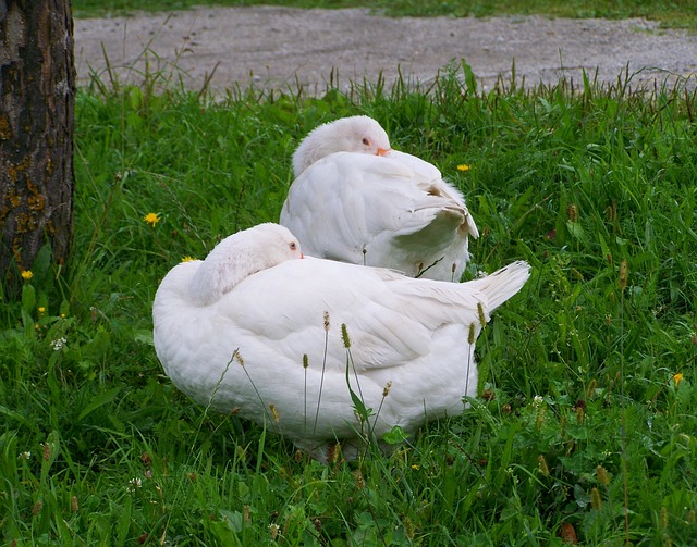 They