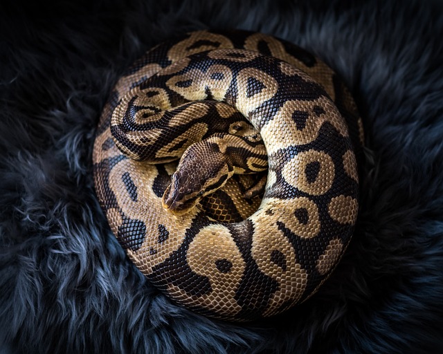 Python