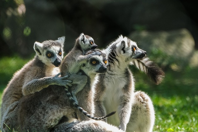 Groups