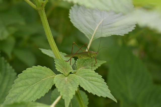 What do major Islamic finance authorities say?