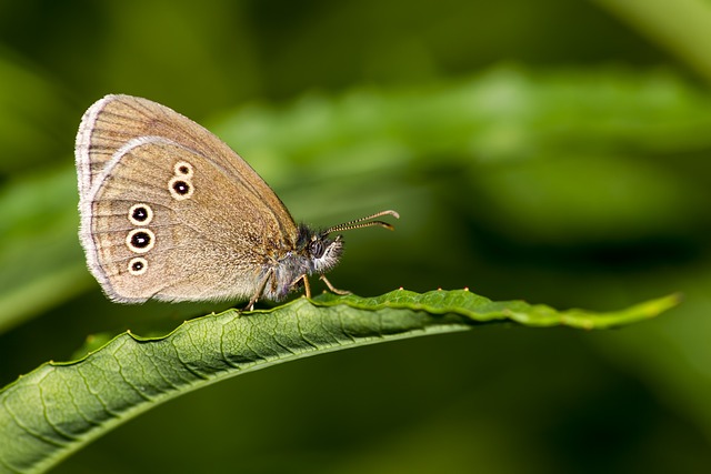 Detallada
