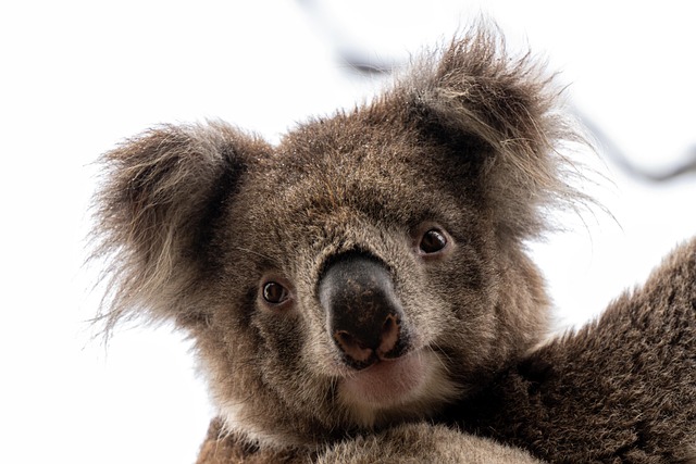 Conclusion: The Status of Bybit P2P in Australia in 2025