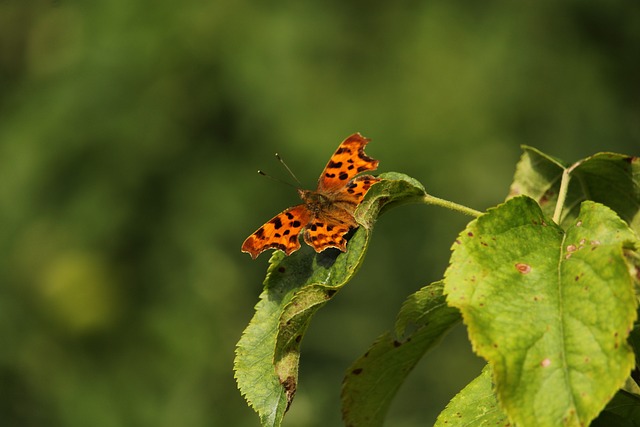 Commas