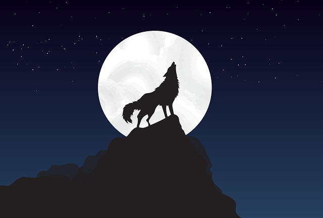 Wolf