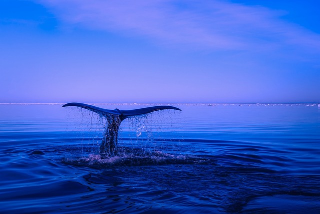 Background: The Genesis Whale Phenomenon