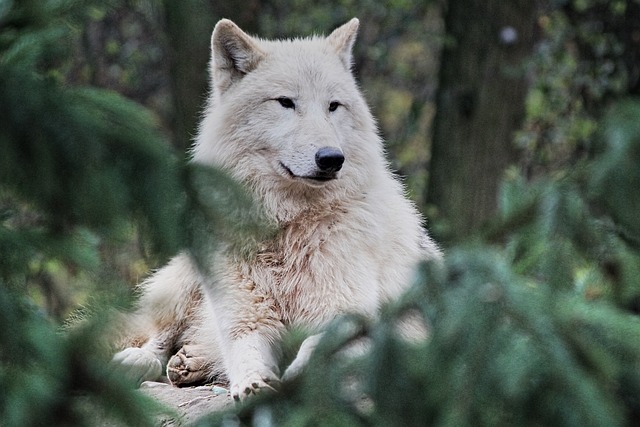Wolf