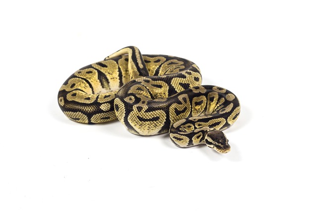 Python