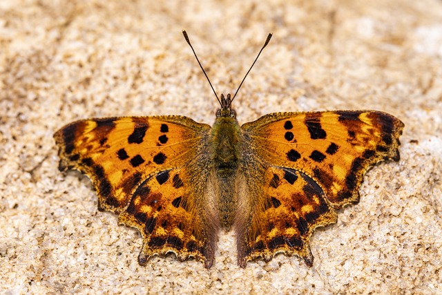 comma