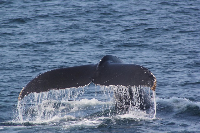 The Significance of Whale Movements in Cryptocurrency Markets