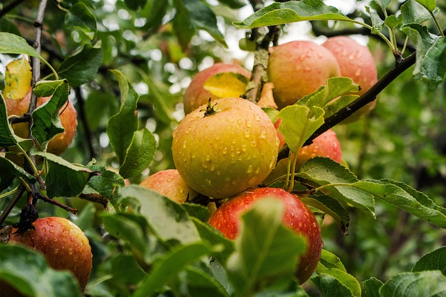 Understanding the Current State of Apple Stock