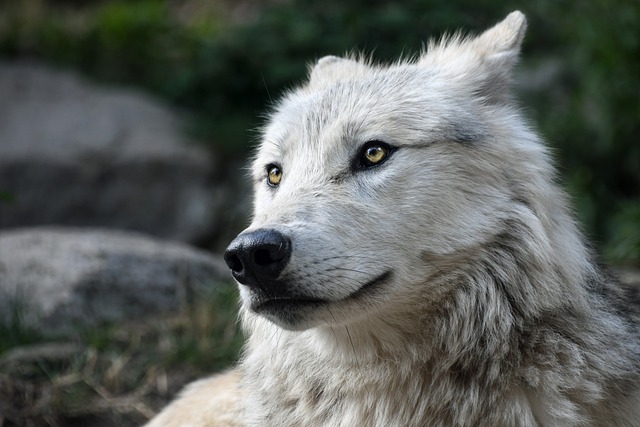 Wolf
